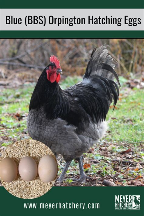 Blue Bbs Orpington Hatching Eggs Backyard Flocks Hatching Eggs Chicken Breeds