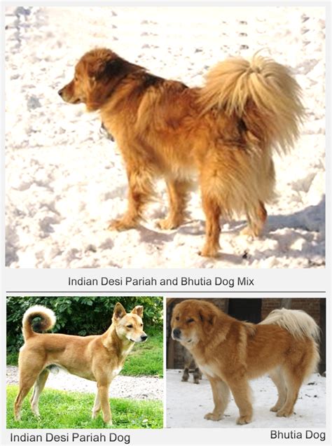 11 Popular Indian Pariah Desi Kutta Mixed Dog Breeds Pethelpful