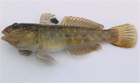 Does Anybody Have Information On The Round Goby Catches Population