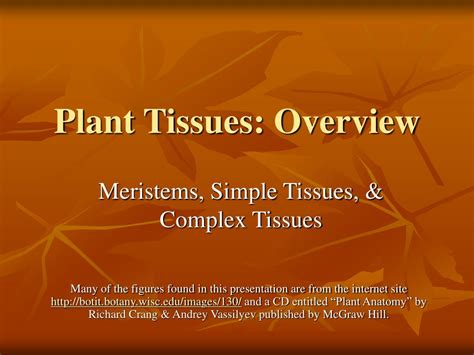 Ppt Plant Tissues Overview Powerpoint Presentation Free Download