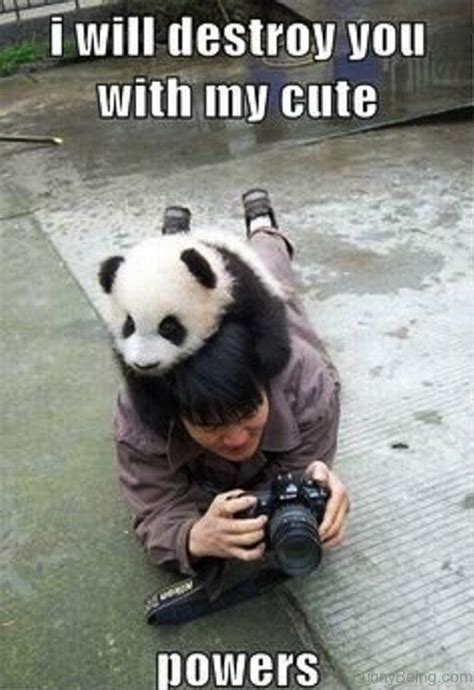 30 Of The Funniest And Cutest Panda Memes On The Web Panda Funny