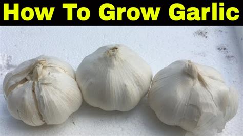 How To Plant Garlic How To Grow Garlic From Seed Youtube