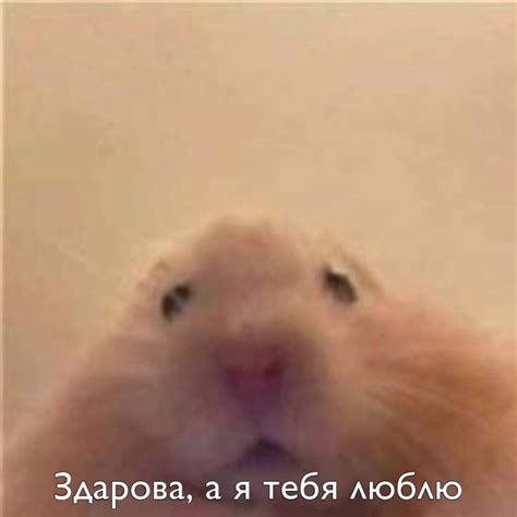 Create Meme Cute Hamster Hamster Hamster Meme Pictures Meme