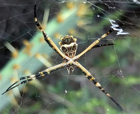 Silver Garden Spider A Decorative Creature Rio Grande Valley Chapter