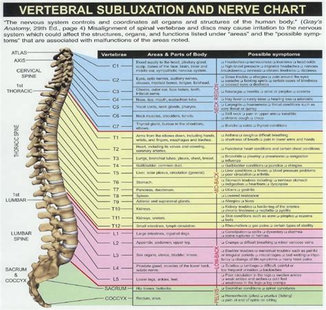 Cervical Spinal Nerve Diagram Information Subluxation Chiropractic