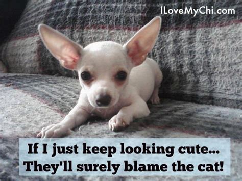 20 Chihuahua Memes That Will Make You Laugh White Chihuahua Scary Dogs Chihuahua