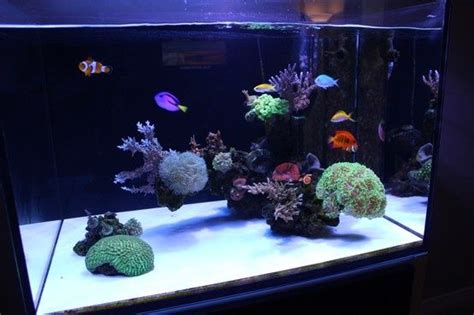 Nano reef tanks come in different brands, size, shapes, features and price range. aquascape nano reef - Google Search | Saltwater aquarium ...