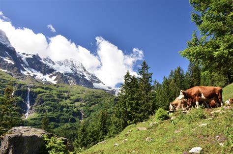 Traditional Farming In The Swiss Alps Alpinehikersalpinehikers