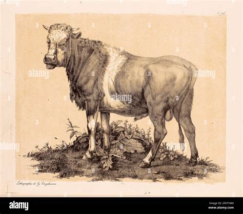 Author Gottfried Engelmann The Bull October 1815 Gottfried