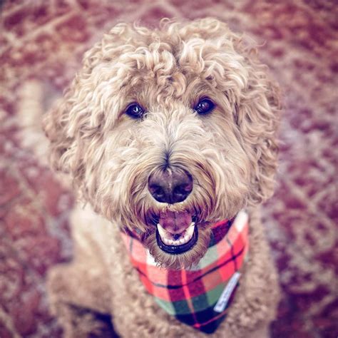 4 Likes 1 Comments Indy The Goldendoodle Indythegoldendoodle On