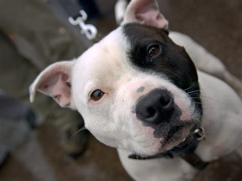 High quality cute pitbull gifts and merchandise. 46+ Cute Pitbull Wallpaper on WallpaperSafari