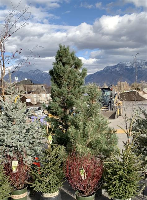 Christmas Trees Glover Nursery