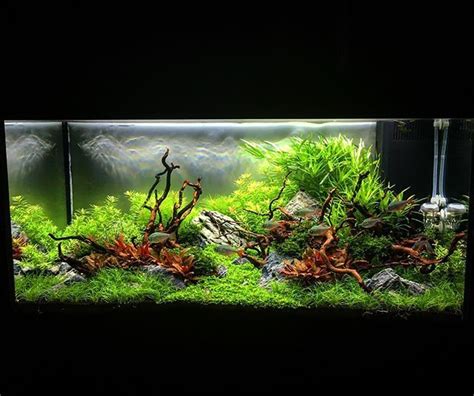 Three Weeks Old Aquascape In A Juwel Primo Led Aquarium This Is The