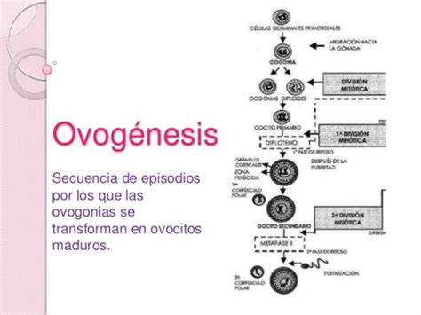 Ovogénesis Definición Y Resumen ¡ideal Para Estudiar