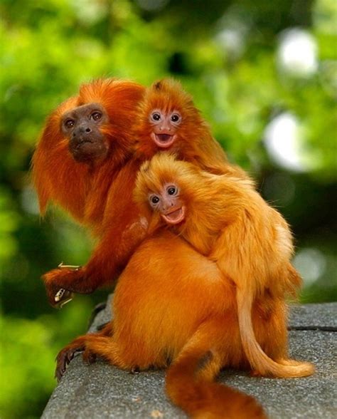 Las Fotos Mas Alucinantes Monos Leon Dorados