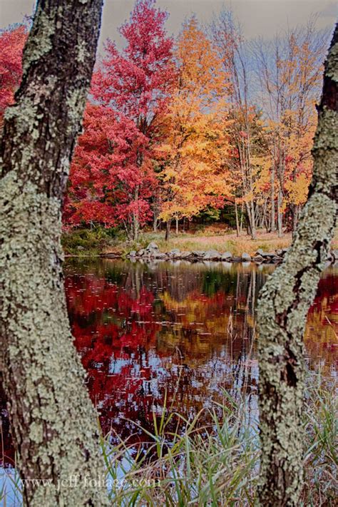 New Englands Red Flowering Trees New England Fall Foliage