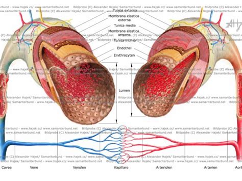 These vessels transport blood cells, nutrients, and oxygen to the tissues of the body. vessel that carries away from heart where it branches into ...