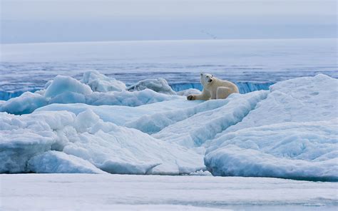 Polar Bears Of Svalbard Svalbard Spitsbergen