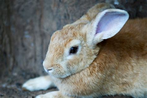 Brown Rabbit Stock Image Image Of Hear Sitting Cute 14360555