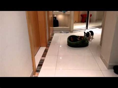 Via youtube capture hey virtual bulldog channel puppy cute funny english bulldog french french bulldog cat video clip movie youtube channel baby cute baby fu. French Bulldog puppy reclaims bed from cat - YouTube