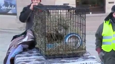 Jimmy the groundhog sees shadow, predicts 6 more weeks of winter | WMSN
