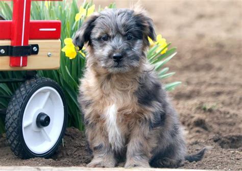 Australian shepherd panama city, registered aussie puppies for sale. Peanut | Australian Shepherd Mix Puppy For Sale | Keystone ...