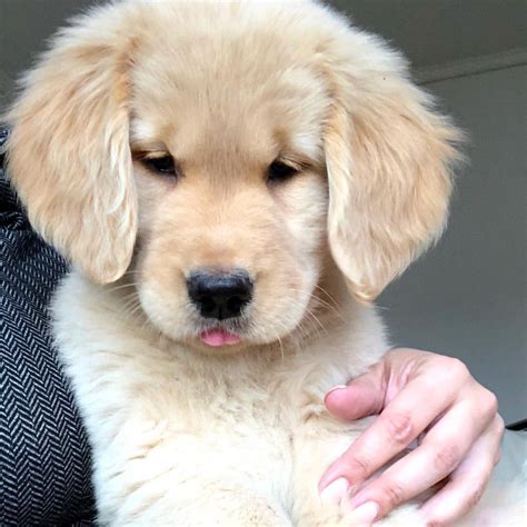 Fluffy Golden Retriever Puppy Cute Dogs Golden Retriever Dogs