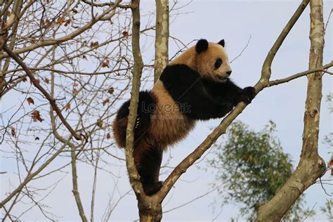 Pandas Climbing Tree Picture And Hd Photos Free Download On Lovepik