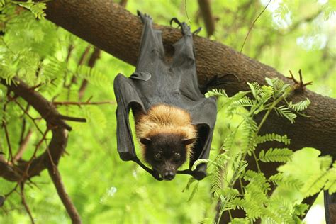 Chiroptophobia As Ignorance Rules Mortal Fear Of Bats Grips Nipah Hit