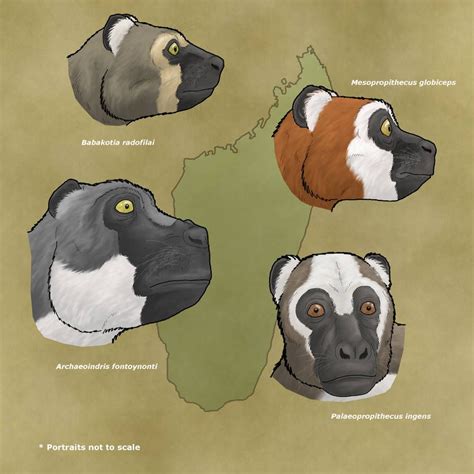 Palaeopropithecidae The Sloth Lemurs By Wsnyder On Deviantart
