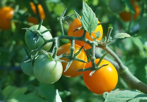 Golden Boy Tomato How To Grow Angelic Home Living