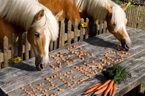 Animals Eating Carrots