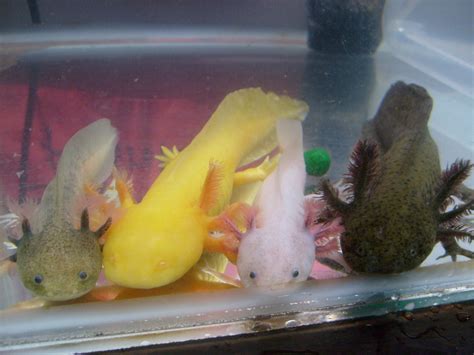Axolotls are tamable, aquatic mobs that will spawn in the rivers of the lush caves. FACTS ABOUT AXOLOTL, THE MEXICAN SALAMANDER | HubPages