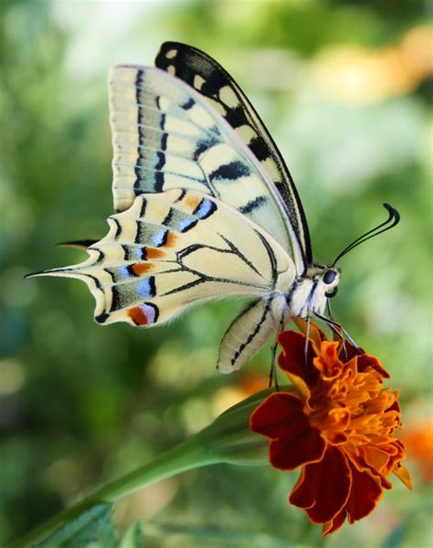 Photographies Papillons Photos Clichés Et Image De Papillons