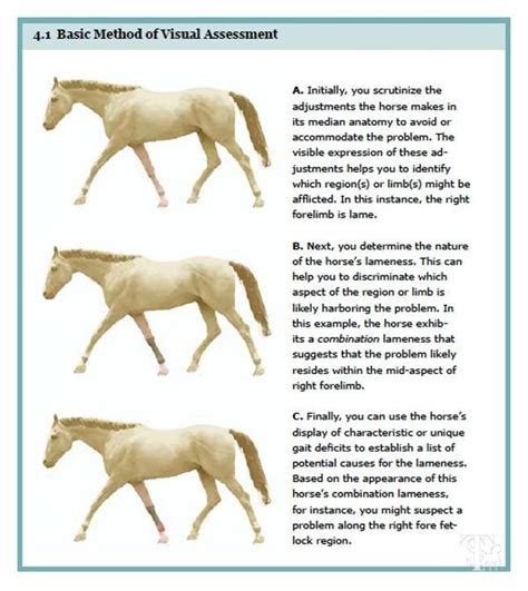 Basic Method For Visually Assessing Lameness In The Horse From Equine