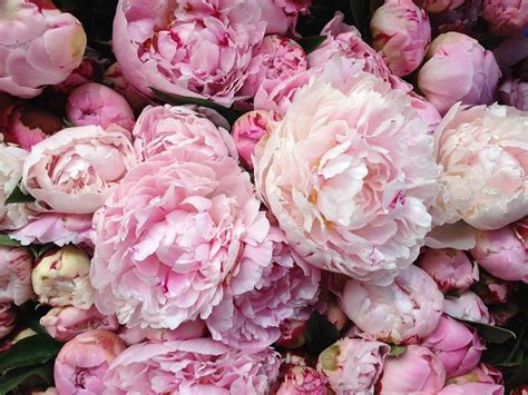 If you want to download the picture, please view original size button, and you can go to image link. 40+ Pink Peony Wallpaper on WallpaperSafari