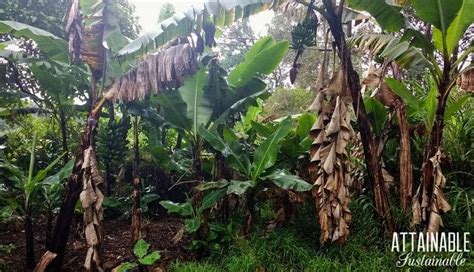 Growing Bananas For A Tropical Harvest Is Easy Easy In Warm Climates