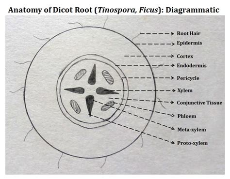 Dicot Root Cross Section Structure Ppt Easybiologyclass