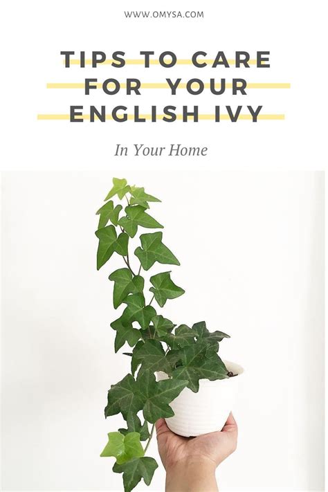 How To Care For Your English Ivy Plant English Ivy Plant Ivy Plants