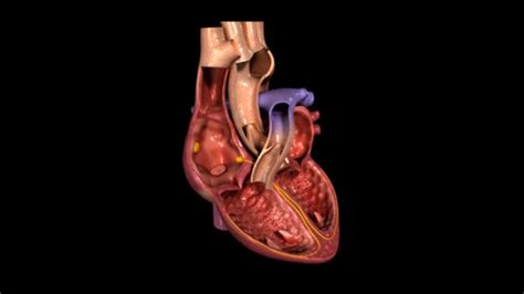 Latiendo Corazón Humano — Vídeo De Stock © Sciencepics 133207904