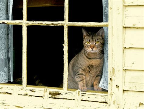 An agoraphobic child psychologist befriends a neighbor across the street from her new york city brownstone, only to see her own life turned upside down when the woman disappears and she suspects foul play. Best Seat In the House, cats in windows, by M J Bronstein ...