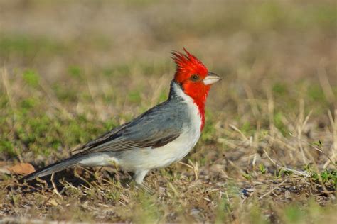 Red Crested Cardinal Common Birds Of Honolulu This Bird I Flickr