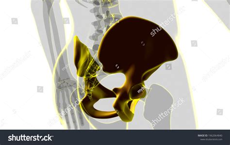 Human Skeleton Hip Pelvic Bone Anatomy Stock Illustration 1962064840