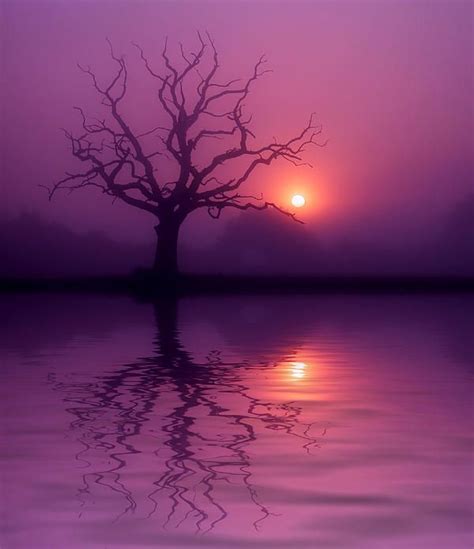 Tree Reflection On Water Photo By Stephen Inglis Silhouette Wall