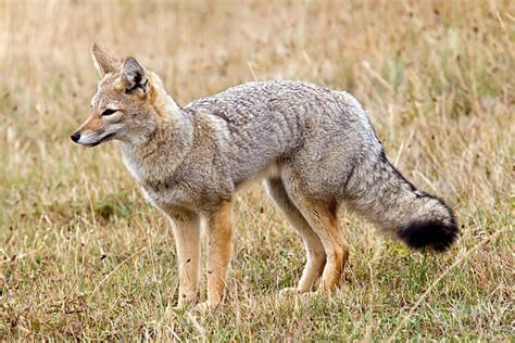 Gray Fox Stock Photos Pictures And Royalty Free Images Istock