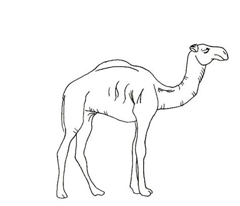 Dibujos Para Colorear Camellos