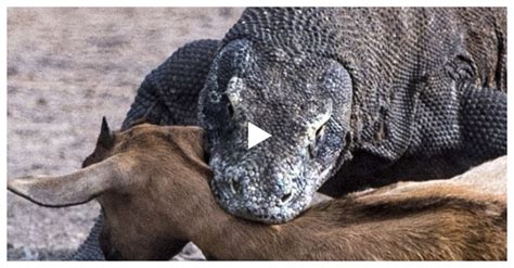 Enter The Dragons іпсгedіЬɩe Moment A Pair Of Massive Komodo Dragons