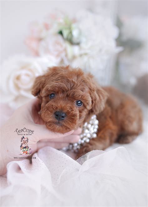 Maltese Puppies Of Florida Teacup Puppies And Boutique