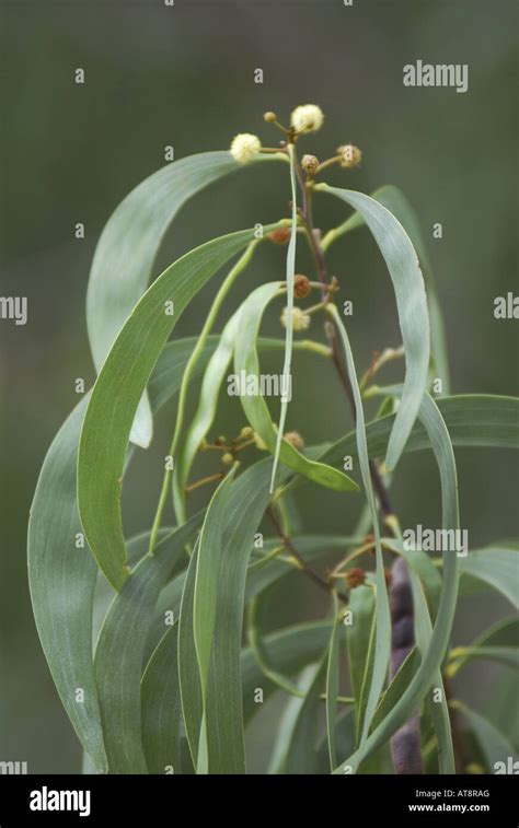 Close Up Of The Smooth Crescent Shaped Leaves Of The Koa Tree Acacia