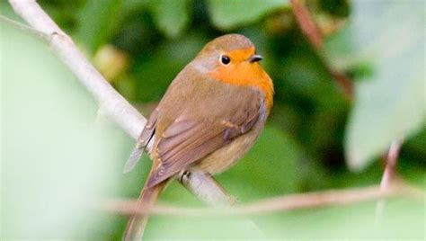 Amazing Facts About Robins Onekind European Robin Bird Facts Robin